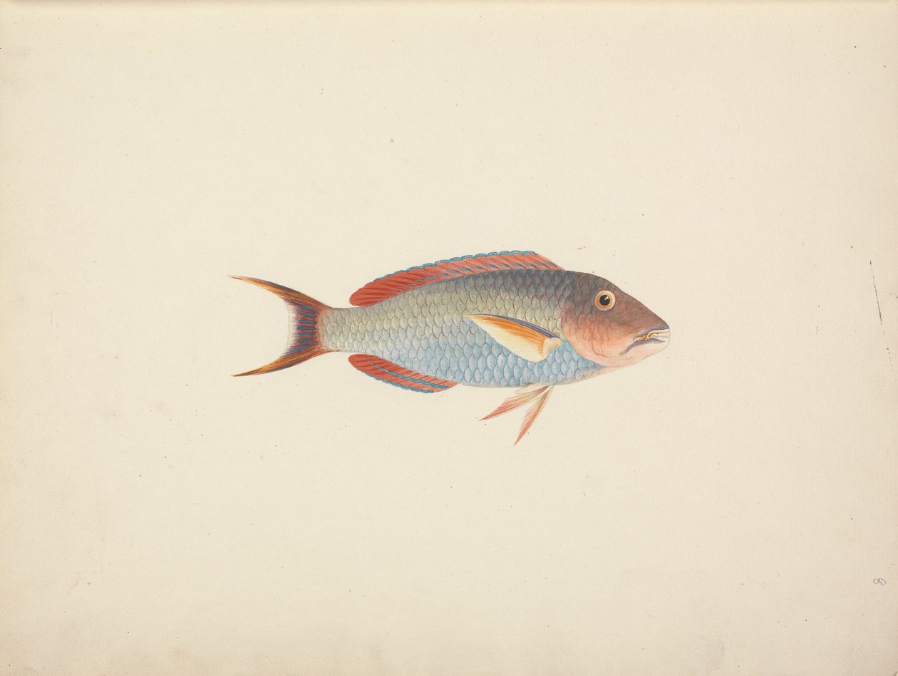 Uidentificeret fisk af Luigi Balugani