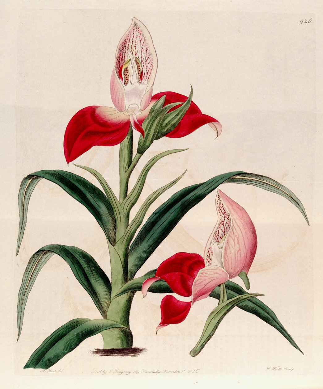 Illustration af Disa uniflora (som syn. Disa grandiflora) af M. Hart