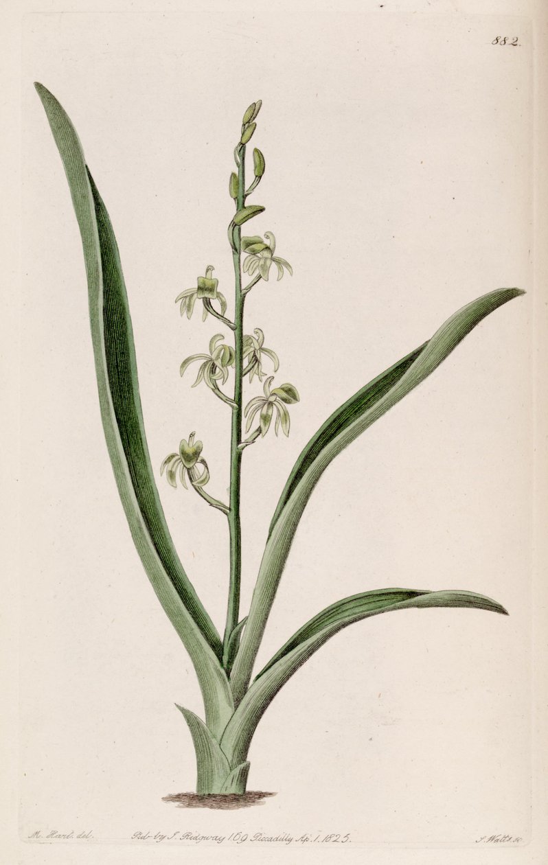 Illustration af Liparis reflexa (som syn. Liparis foliosa) af M. Hart