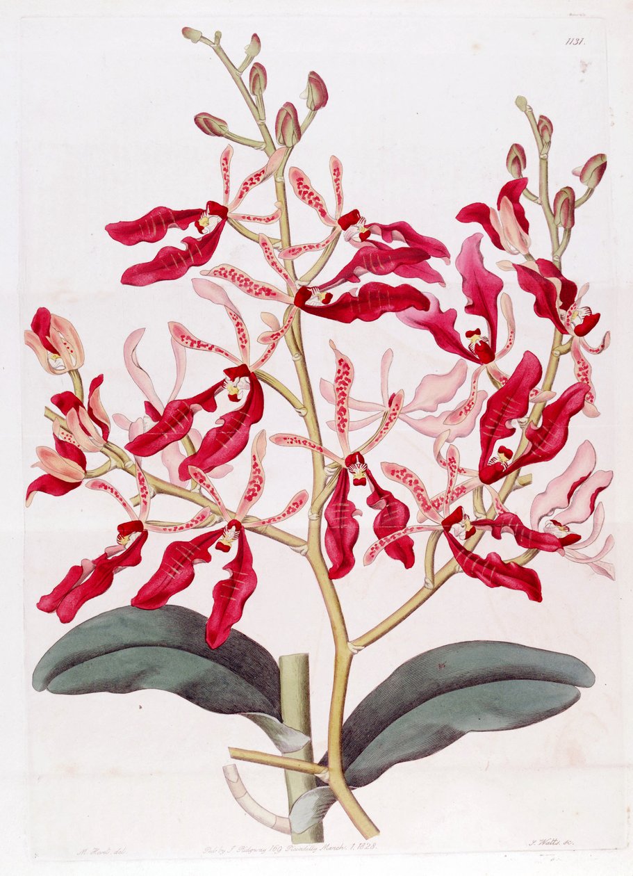 Illustration af Renanthera coccinea af M. Hart