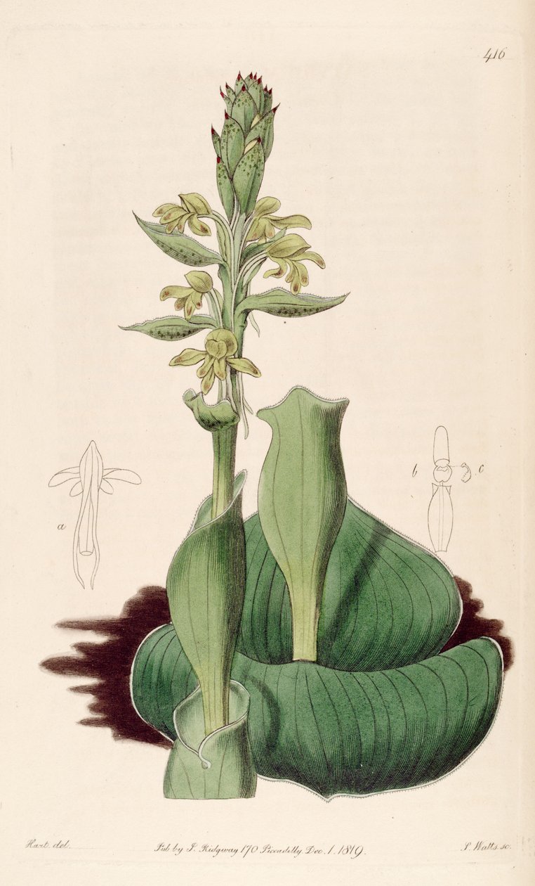 Illustration af Satyrium bicorne (som syn. Satyrium cucullatum) af M. Hart