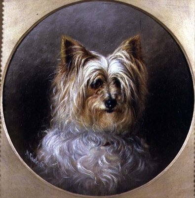 Hovedstudie af en Yorkshire terrier af M. Cocker