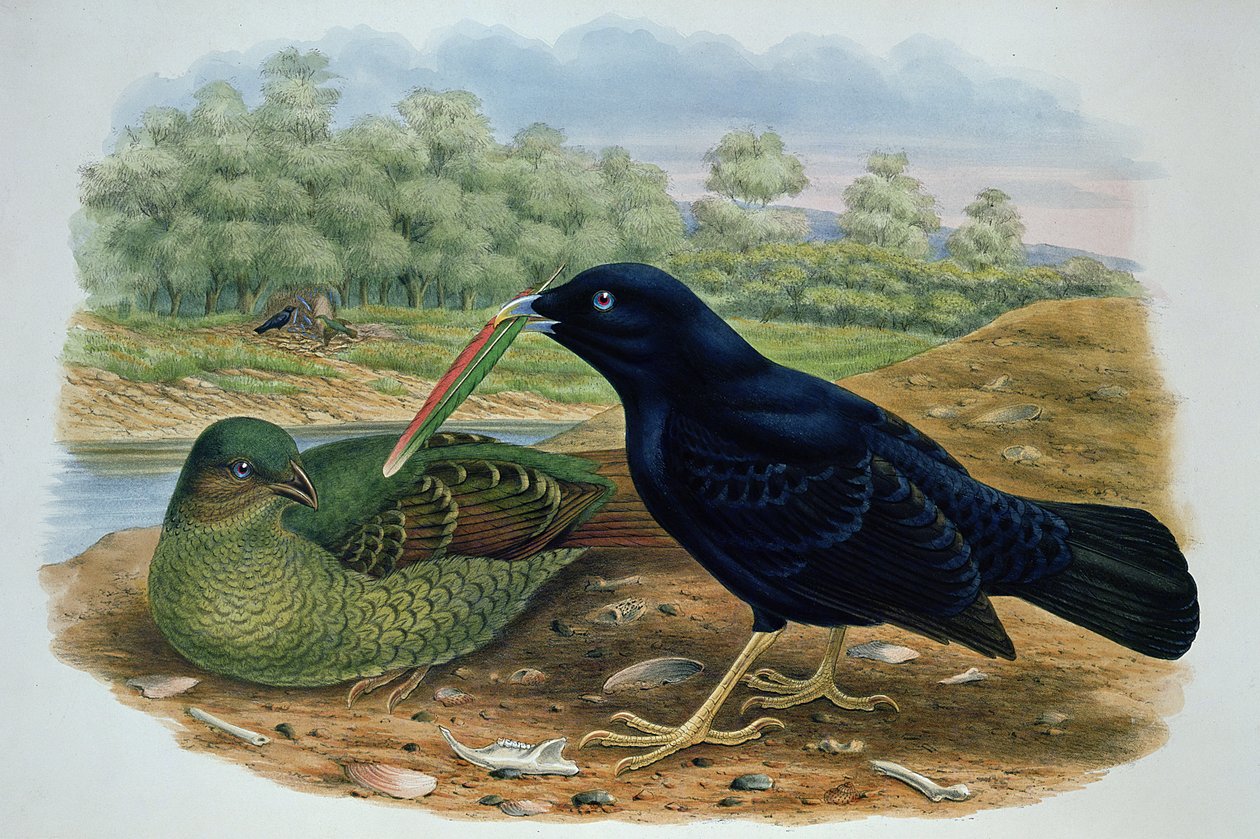 Ptilonorhyncus Violaceus, Satin Bowerbird af M. Hart