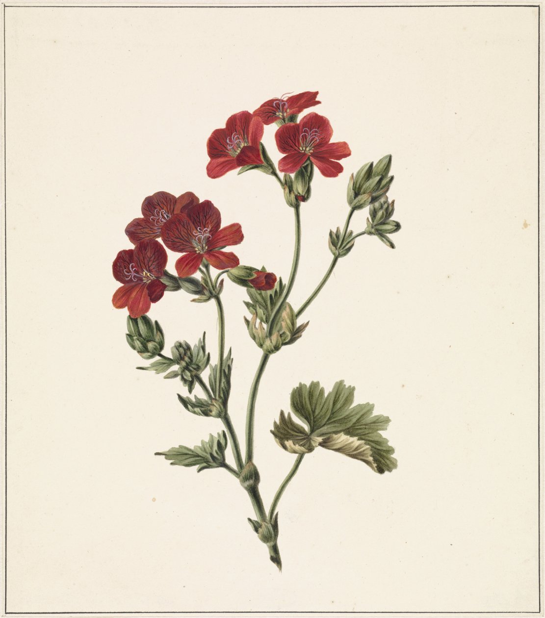 rød blomst af M. de Gijselaar