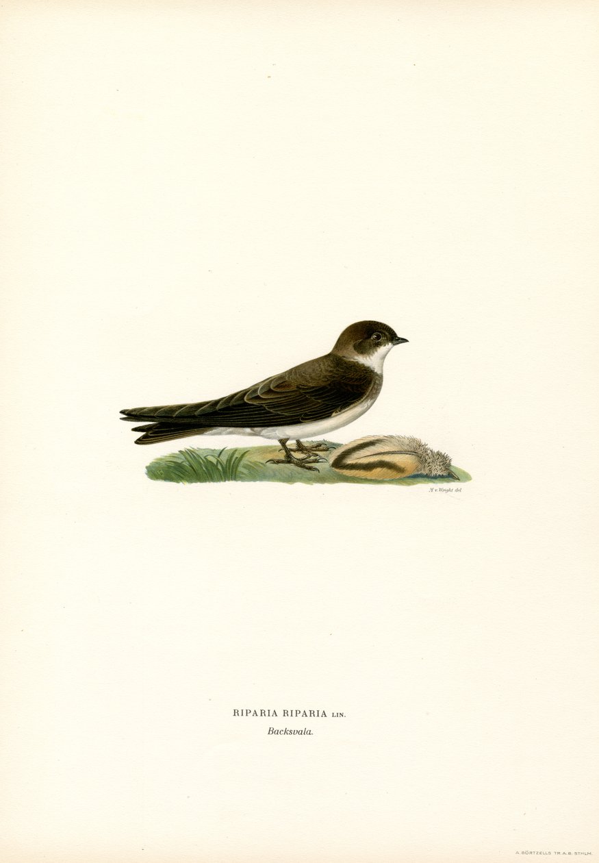 Sand Martin (farve litho) af Magnus Ferdinand and Wilhelm von Wright