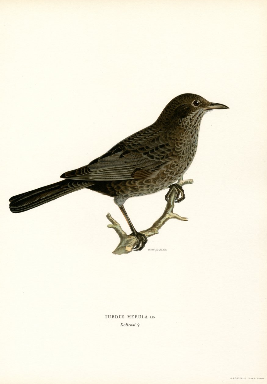 Blackbird (farve litho) af Magnus Ferdinand and Wilhelm von Wright