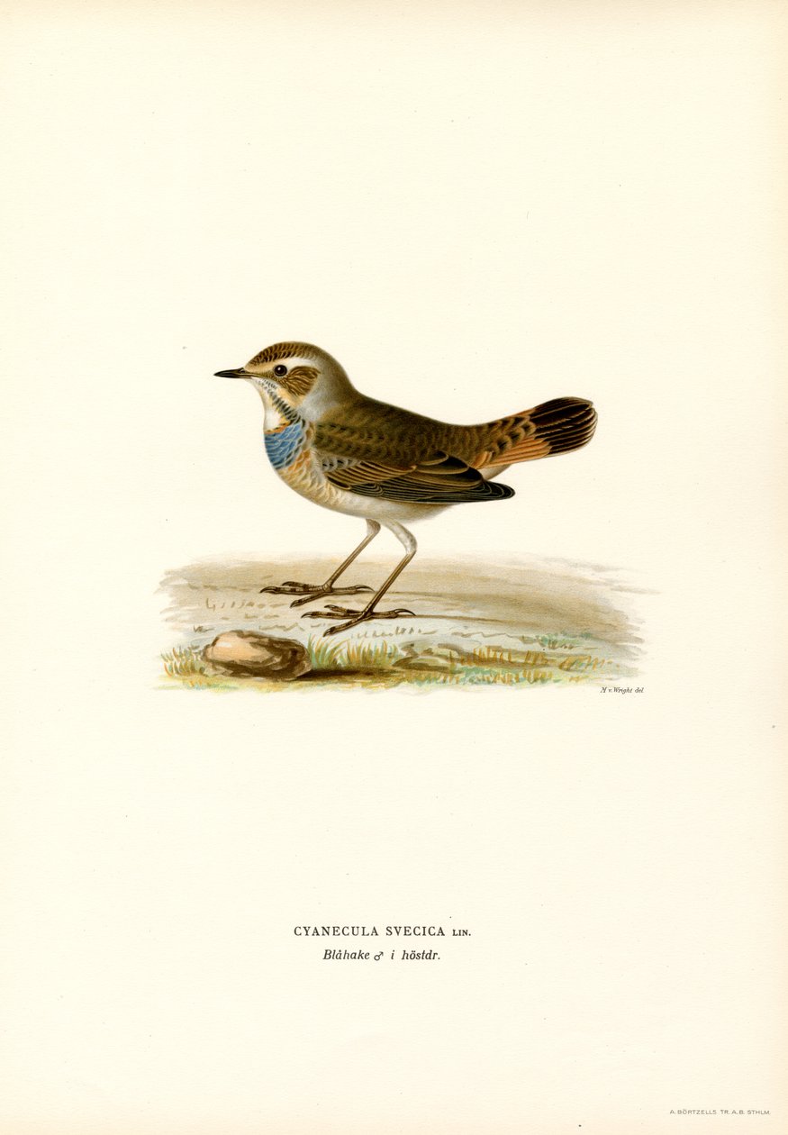 Blåhals (farve litho) af Magnus Ferdinand and Wilhelm von Wright