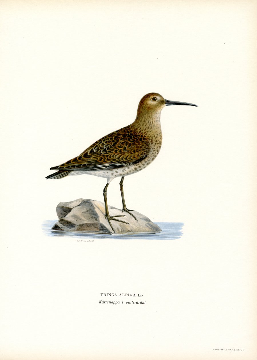 Dunlin (farve litho) af Magnus Ferdinand and Wilhelm von Wright