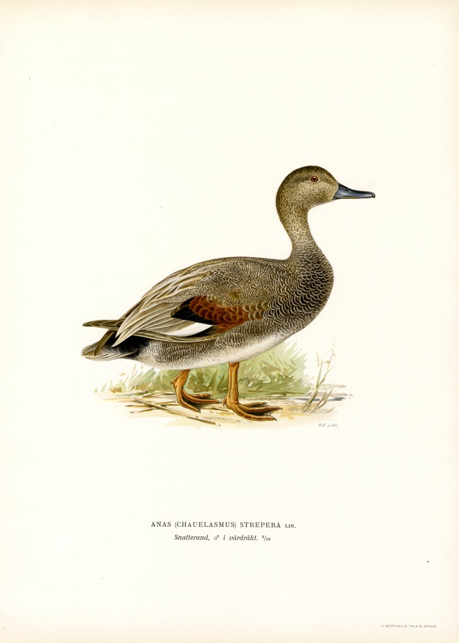Gadwall (farve litho) af Magnus Ferdinand and Wilhelm von Wright