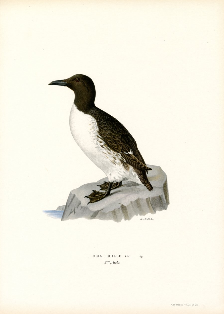Lomvie (farve litho) af Magnus Ferdinand and Wilhelm von Wright
