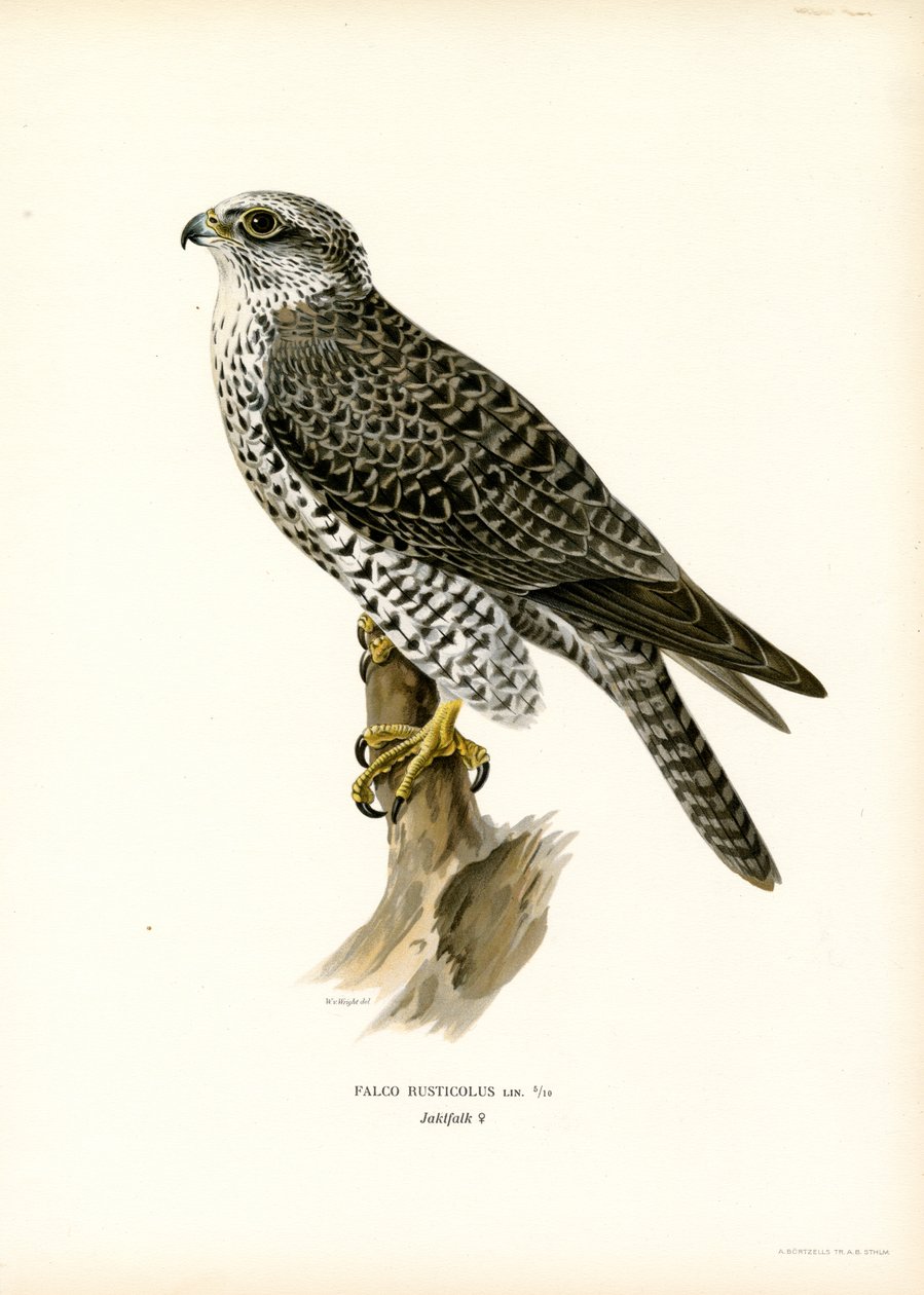 Gyrfalcon (farve litho) af Magnus Ferdinand and Wilhelm von Wright
