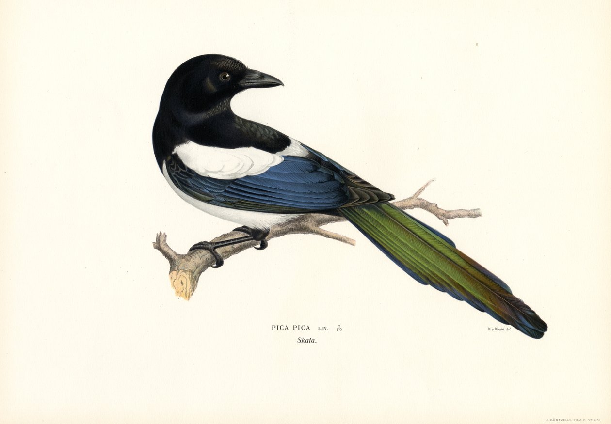 Magpie (farve litho) af Magnus Ferdinand and Wilhelm von Wright