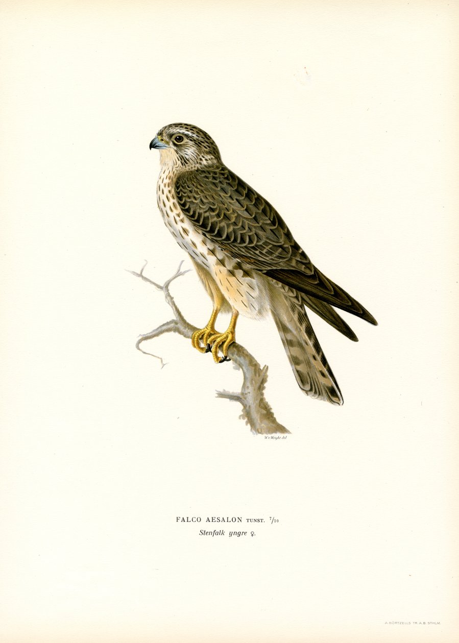 Merlin (farve litho) af Magnus Ferdinand and Wilhelm von Wright