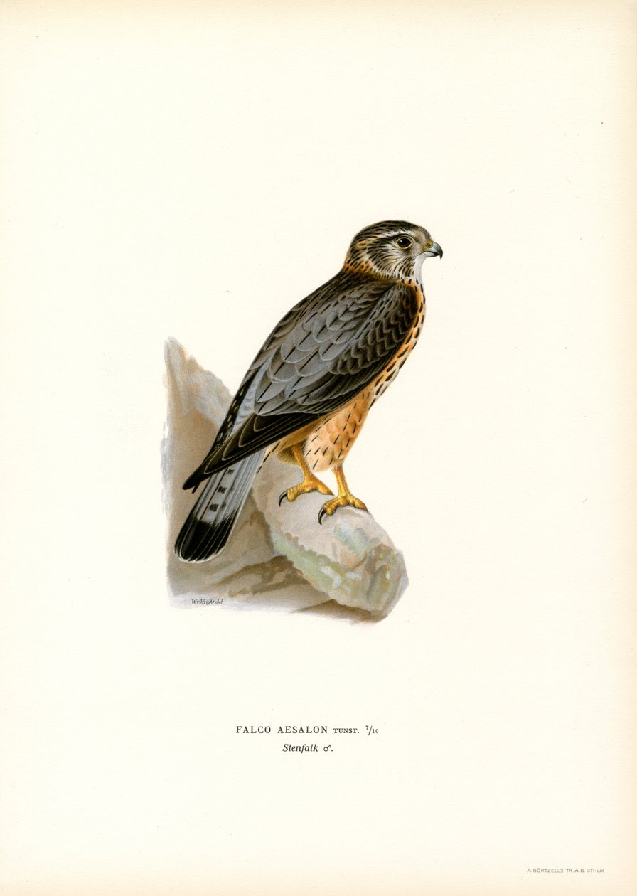 Merlin (farve litho) af Magnus Ferdinand and Wilhelm von Wright