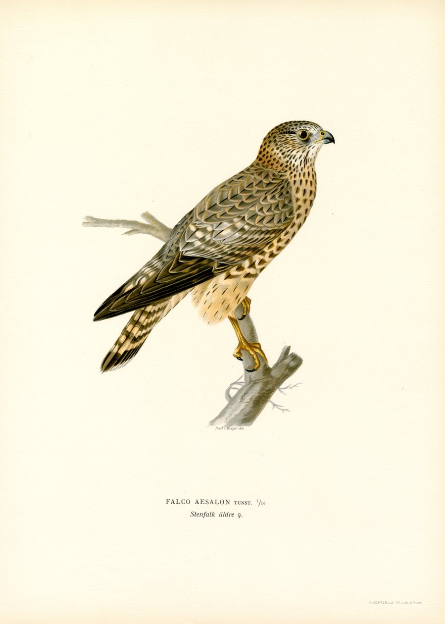 Merlin (farve litho) af Magnus Ferdinand and Wilhelm von Wright