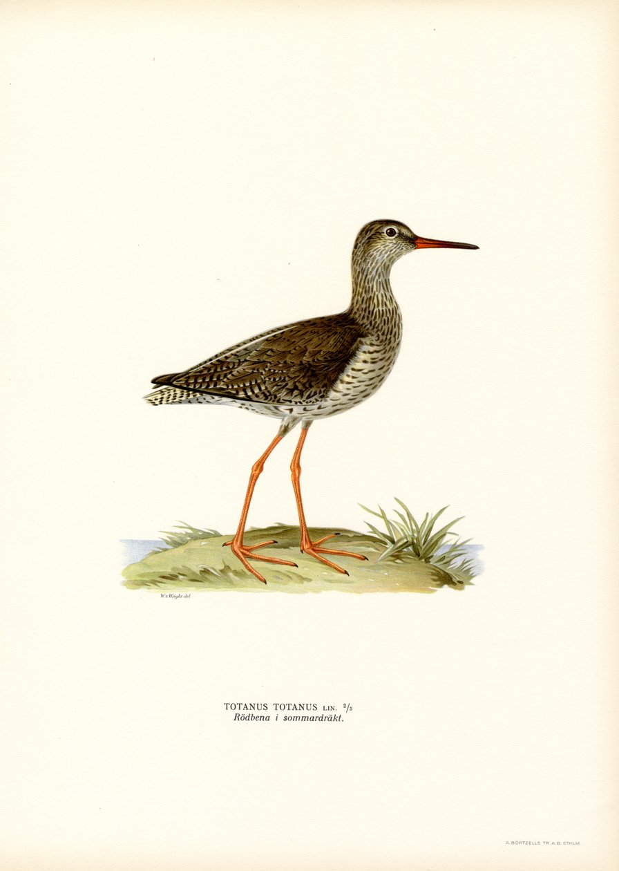 Rødben (farve litho) af Magnus Ferdinand and Wilhelm von Wright