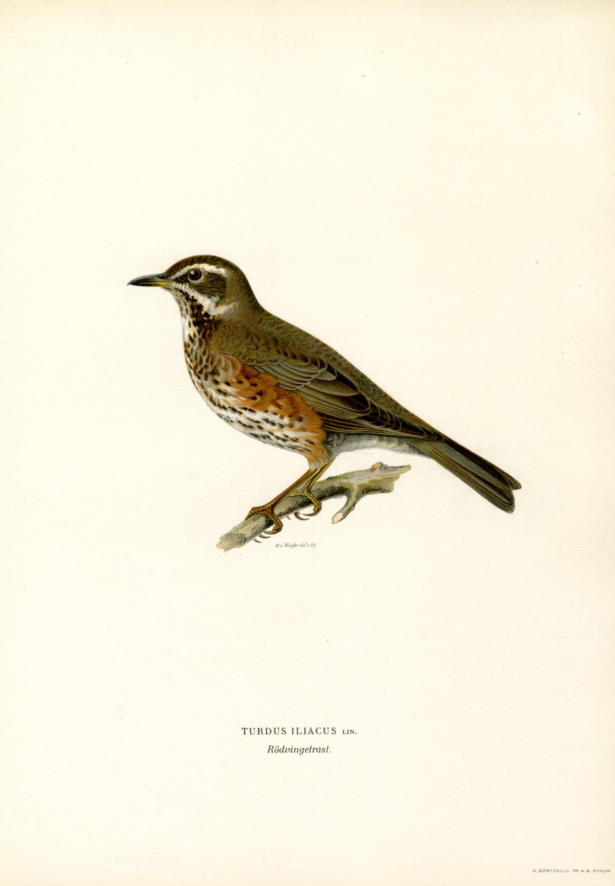 Rødvinge (farve litho) af Magnus Ferdinand and Wilhelm von Wright