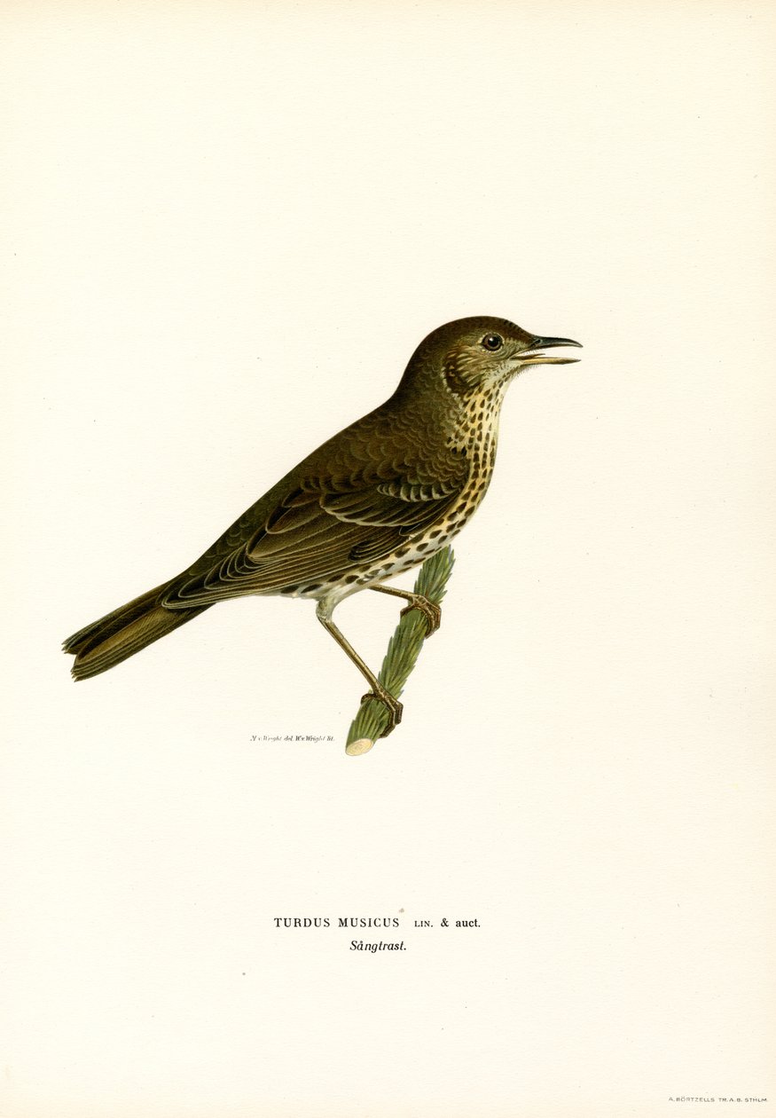Rødvinge (farve litho) af Magnus Ferdinand and Wilhelm von Wright