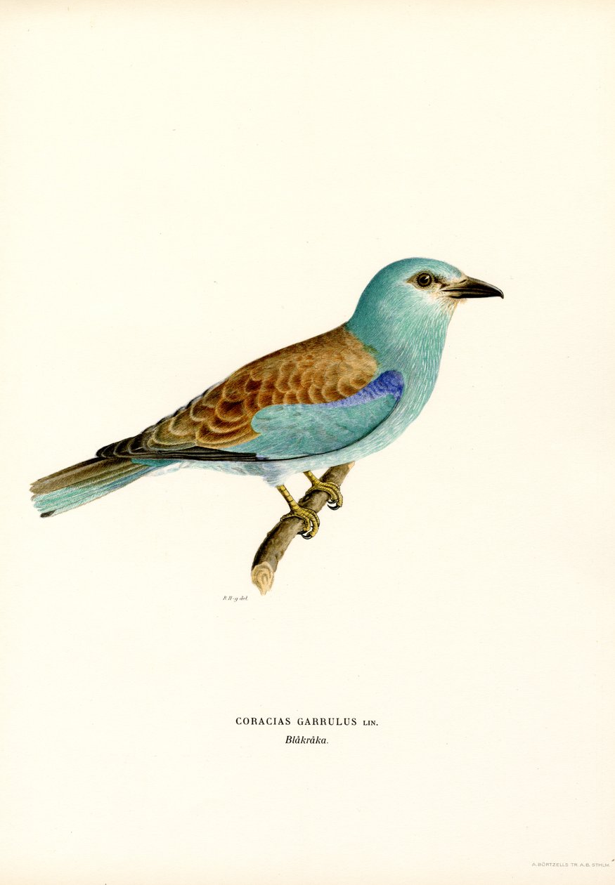 Rulle (farve litho) af Magnus Ferdinand and Wilhelm von Wright