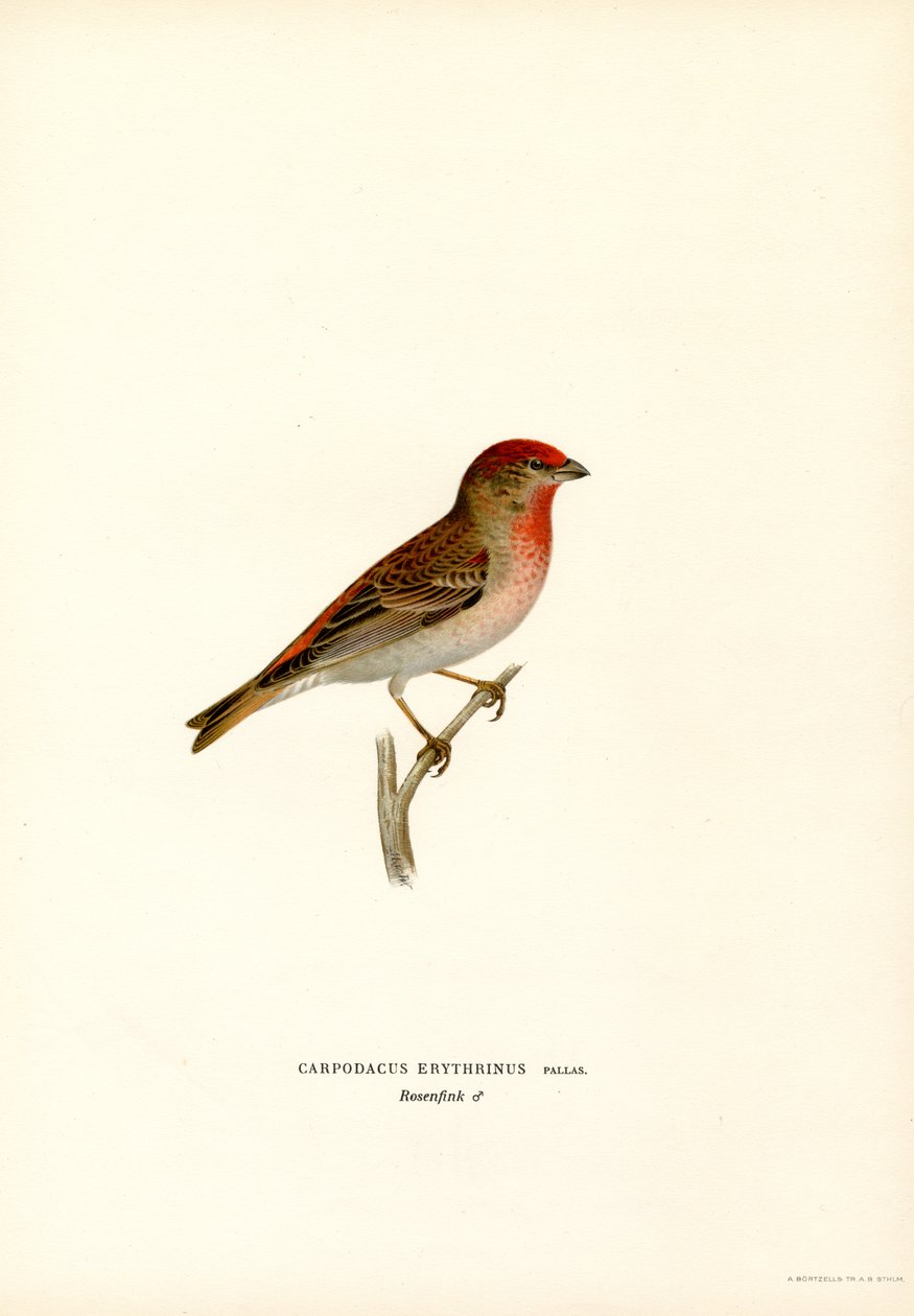 Rosefinch (farve litho) af Magnus Ferdinand and Wilhelm von Wright