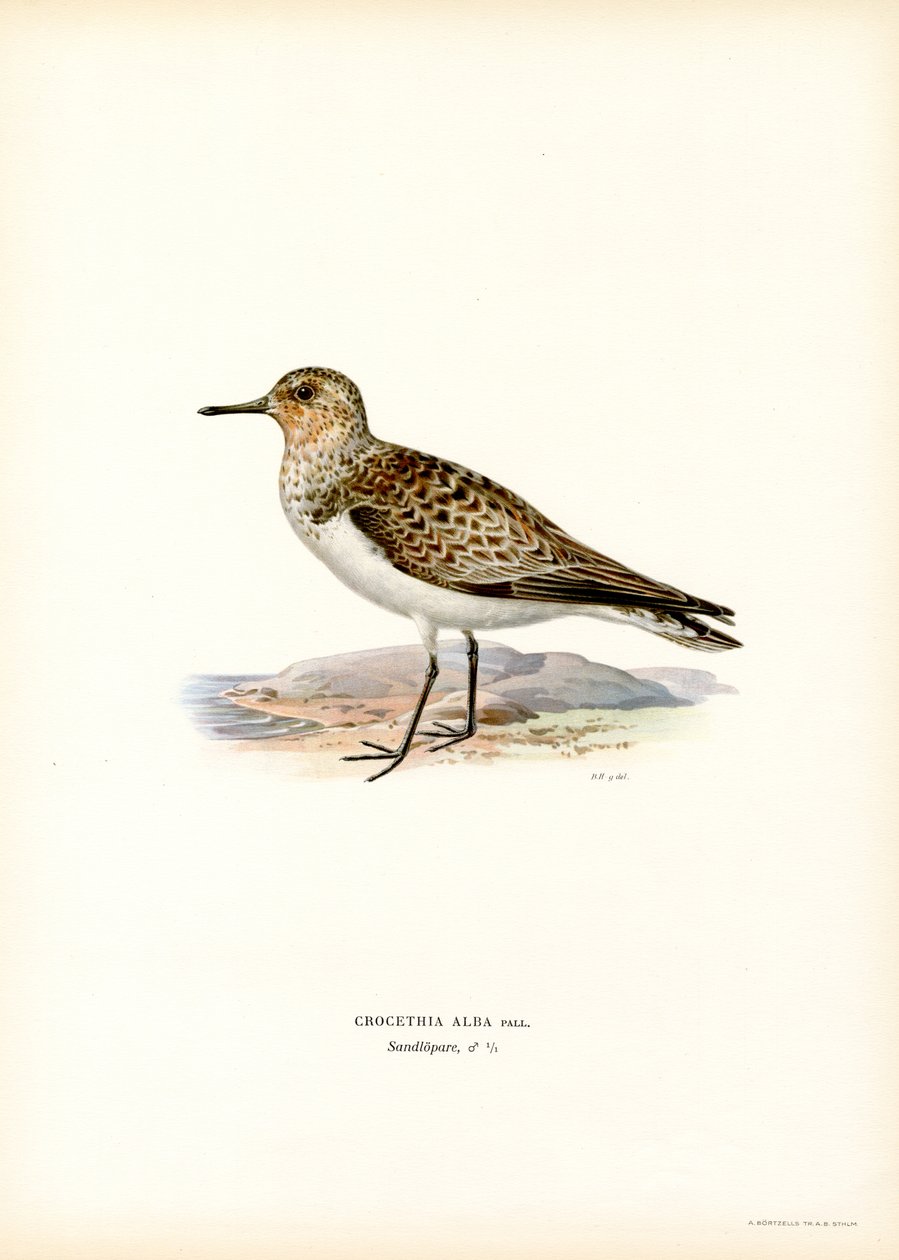 Sanderling (farve litho) af Magnus Ferdinand and Wilhelm von Wright