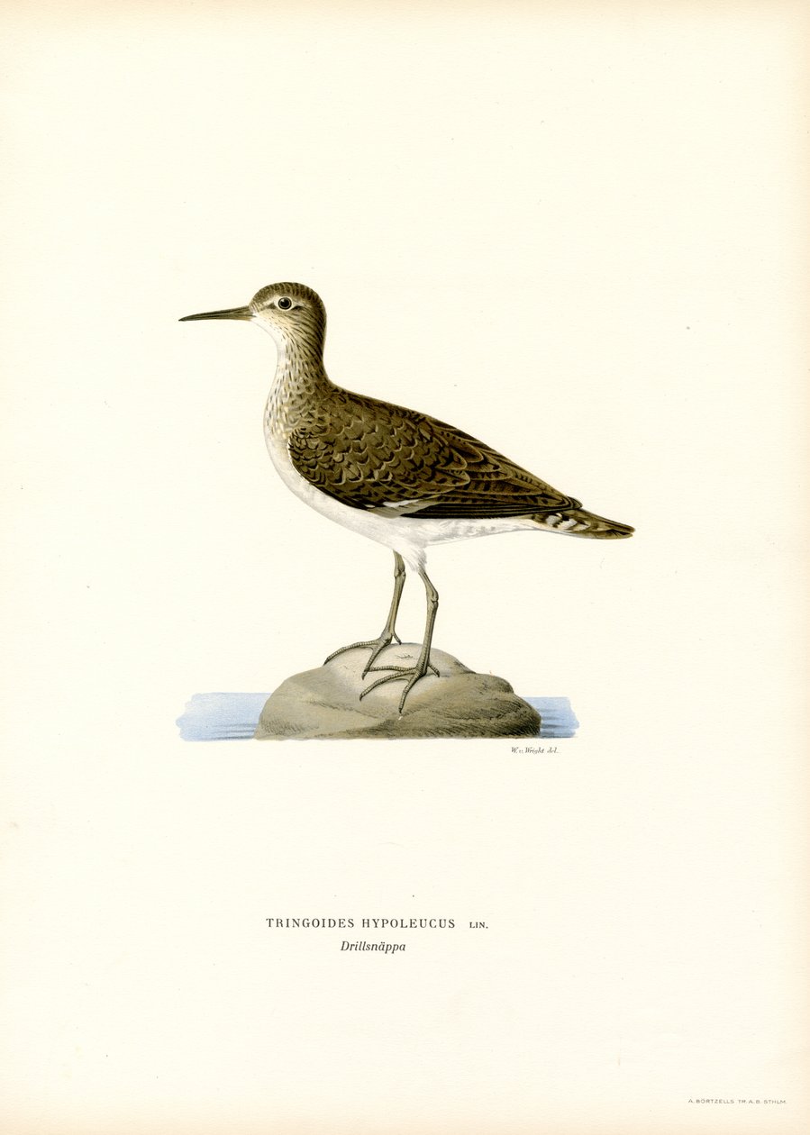Sandpiper (farve litho) af Magnus Ferdinand and Wilhelm von Wright