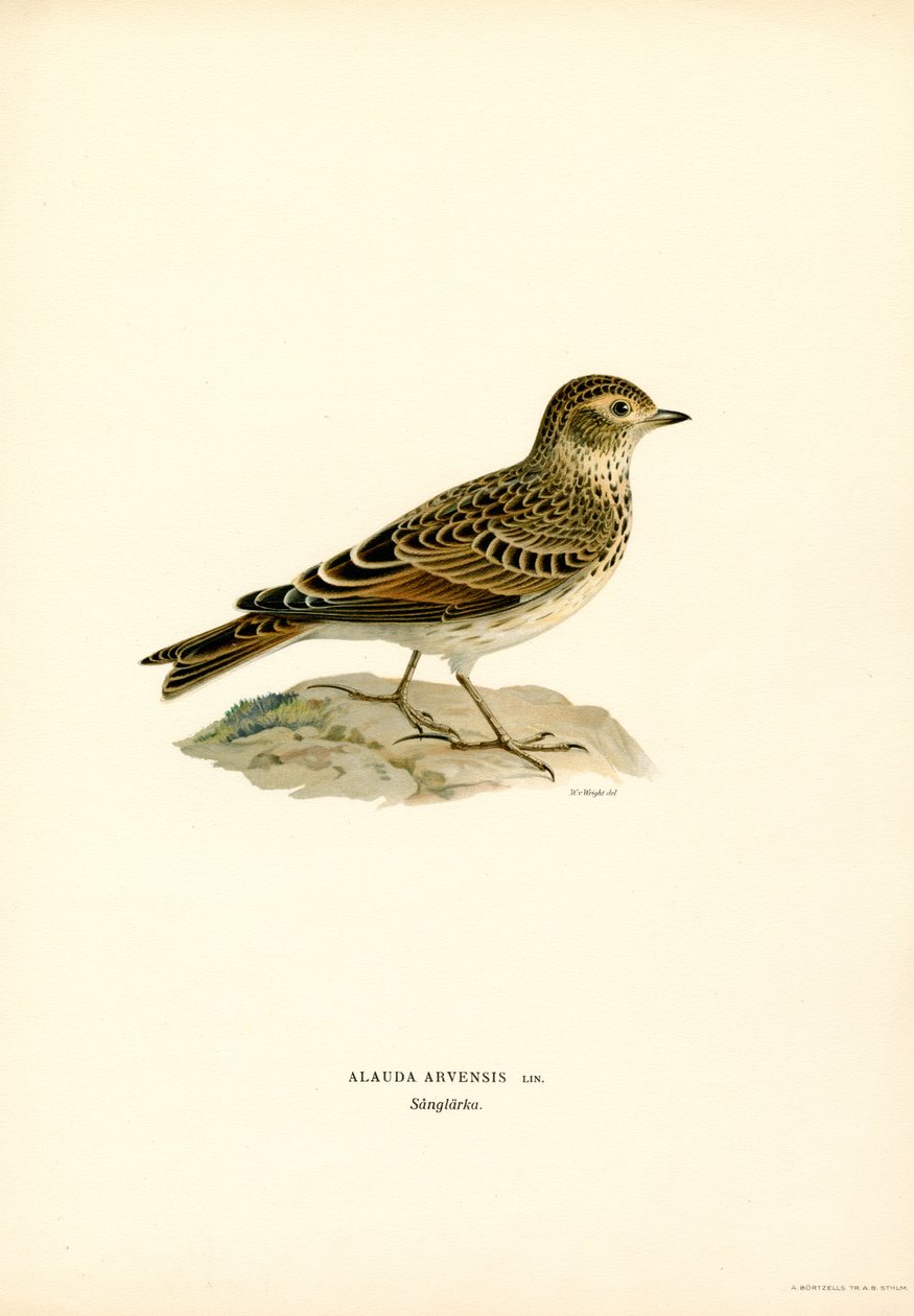 Lærke (farve litho) af Magnus Ferdinand and Wilhelm von Wright