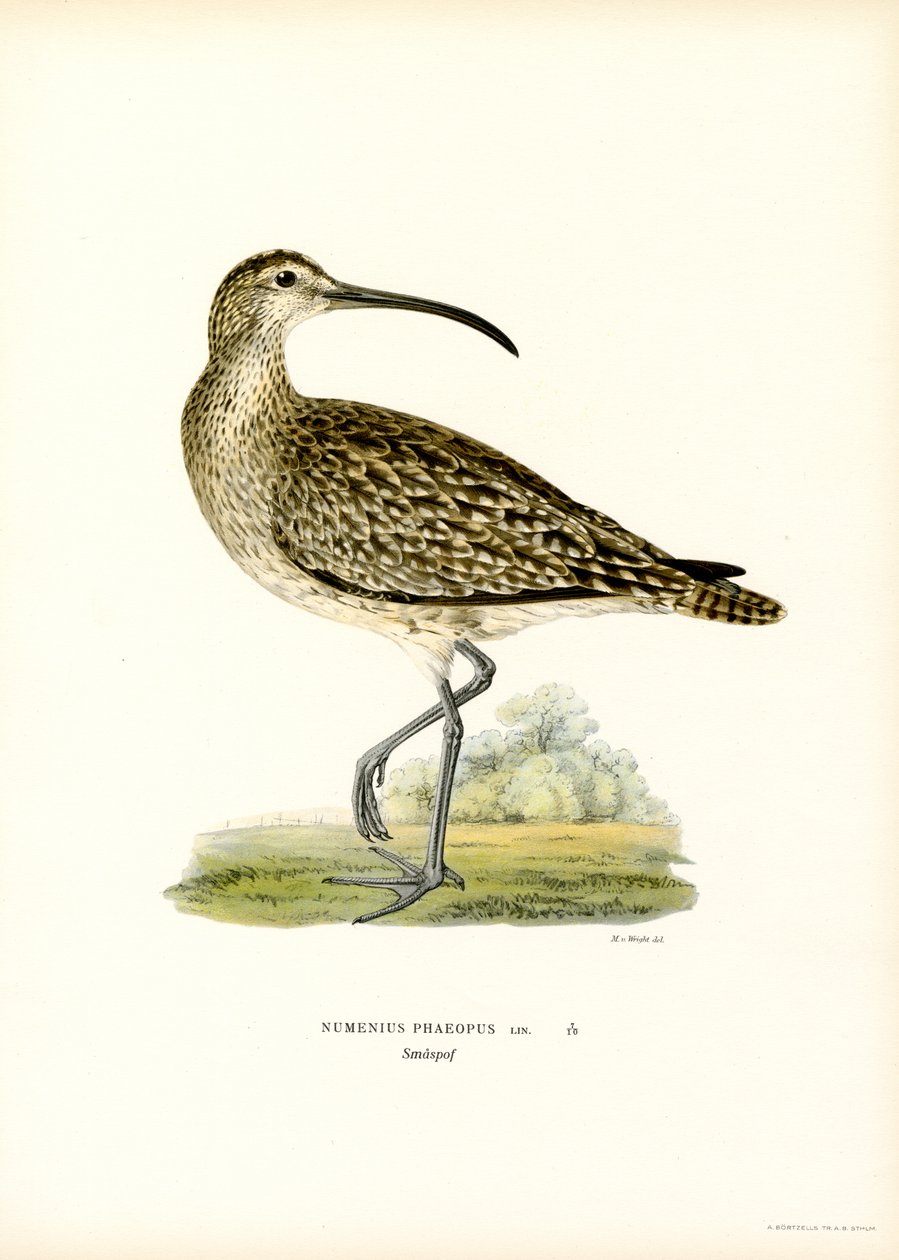 Whimbrel (farve litho) af Magnus Ferdinand and Wilhelm von Wright