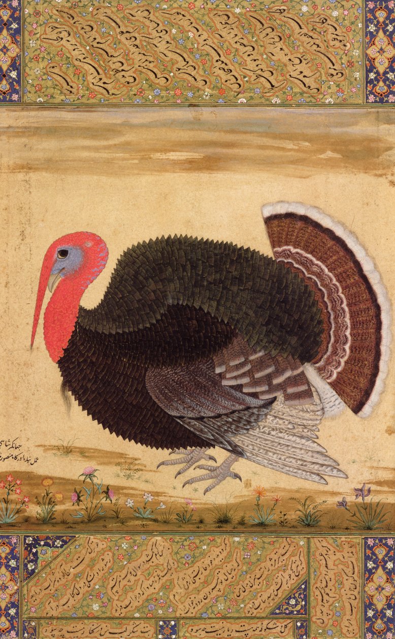 En kalkunhane, bragt til Jahangir fra Goa i 1612, fra Wantage Album, Mughal, ca. 1612 af Mansur