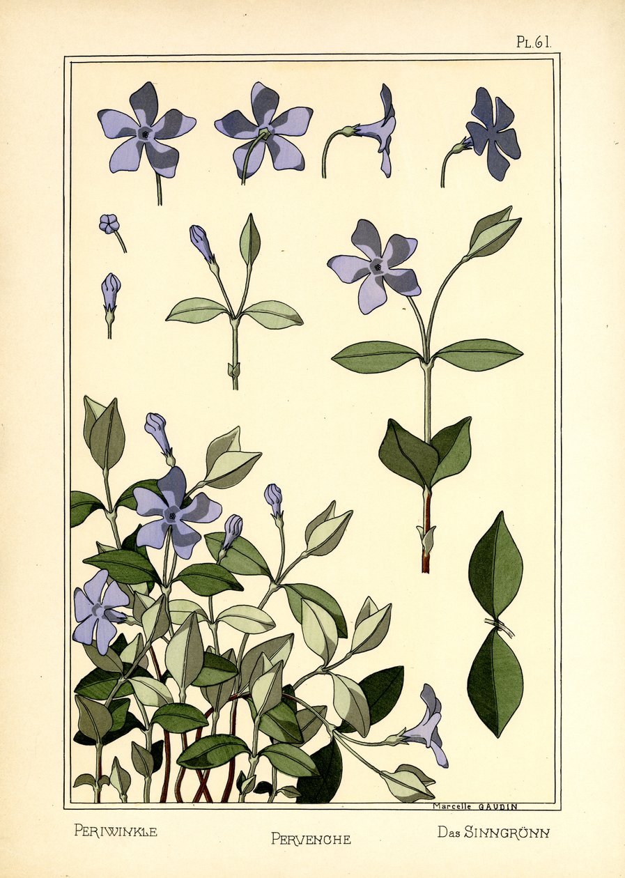 Periwinkle af Marcelle Gaudin
