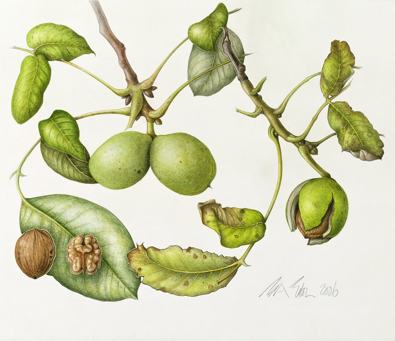 Walnut, 2006 (wc på papir) af Margaret Ann Eden
