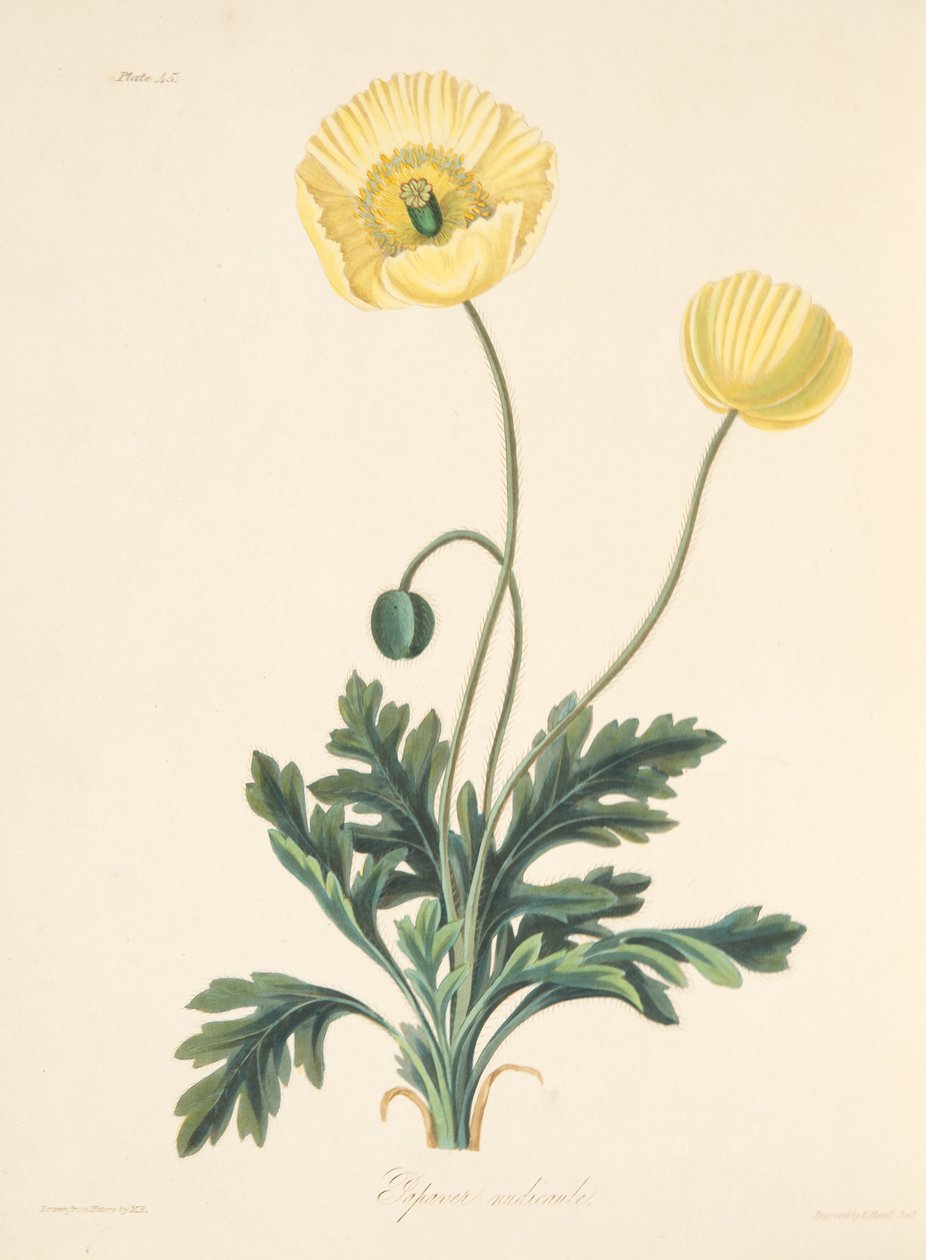 Nøgenstilket valmue, fra Floral Illustrations of the Seasons, pub. 1829 (håndfarvet gravering) af Margaret Roscoe