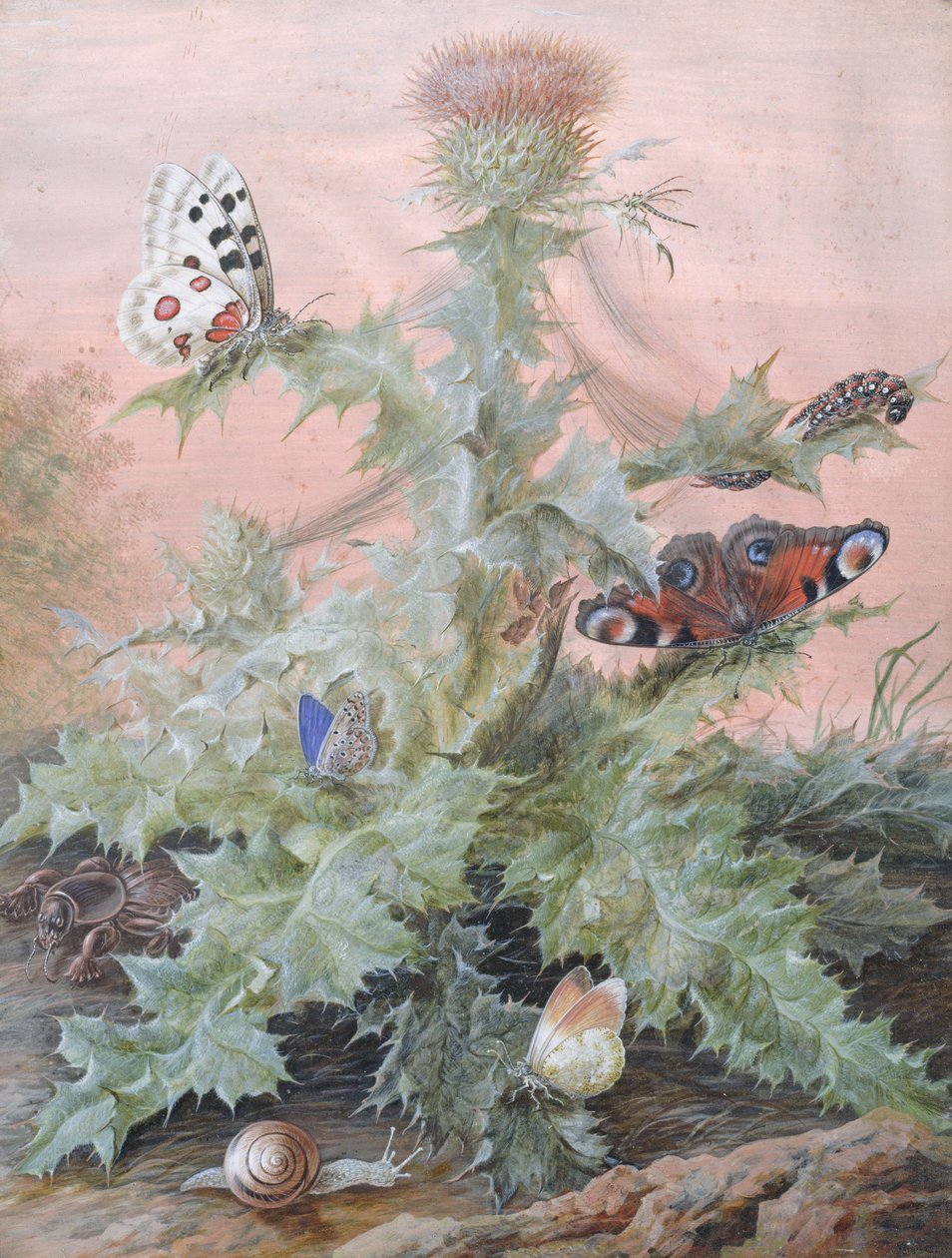 Insekter omkring en tidsel, 1700 af Margaretha Barbara Dietzsch