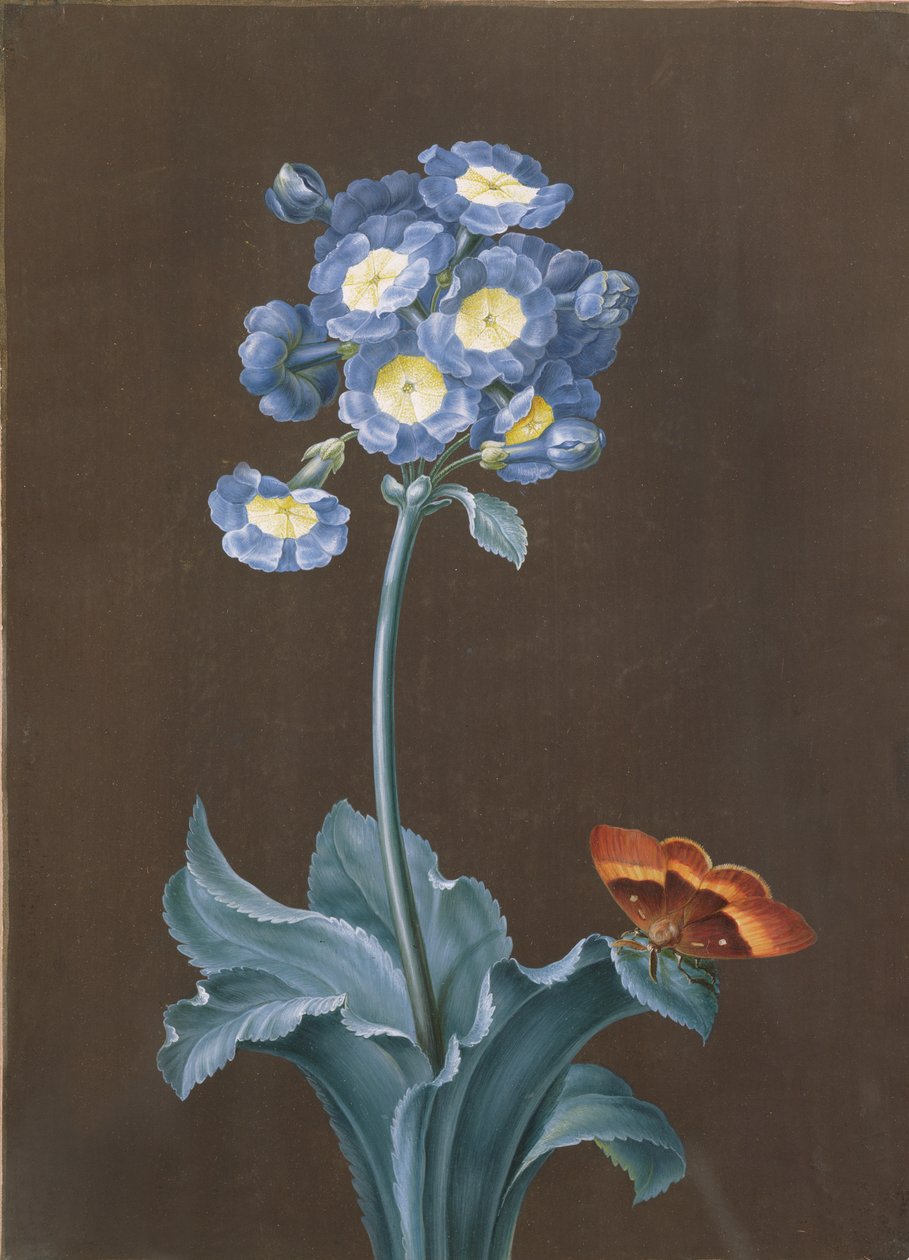 Primula Auricula med møl (gouache) af Margaretha Barbara Dietzsch