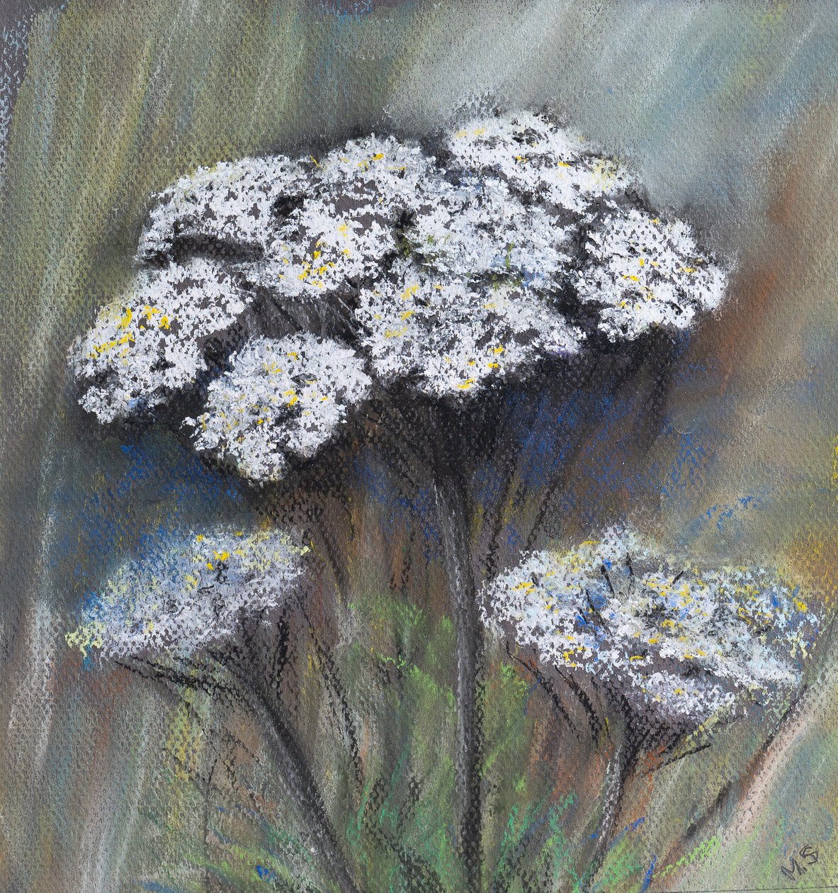 Kopersille (Anthriscus Sylvestris), 2021 (pastel) af Margo Starkey