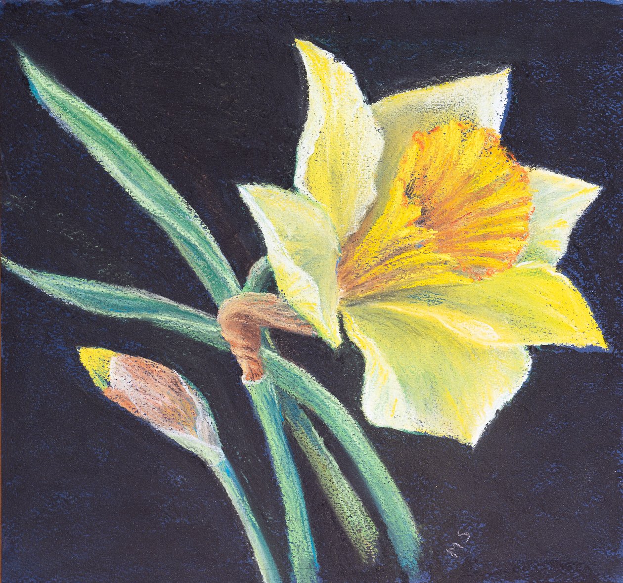Skønheden ved en påskelilje, 2021 (pastel) af Margo Starkey