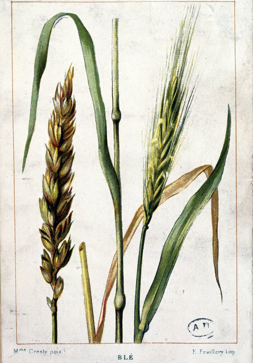 Hvede af Marguerite Buret