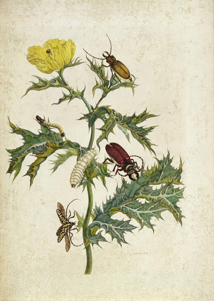 Cardos Spinosus: Beetles and Caterpillars, plade 69 fra 