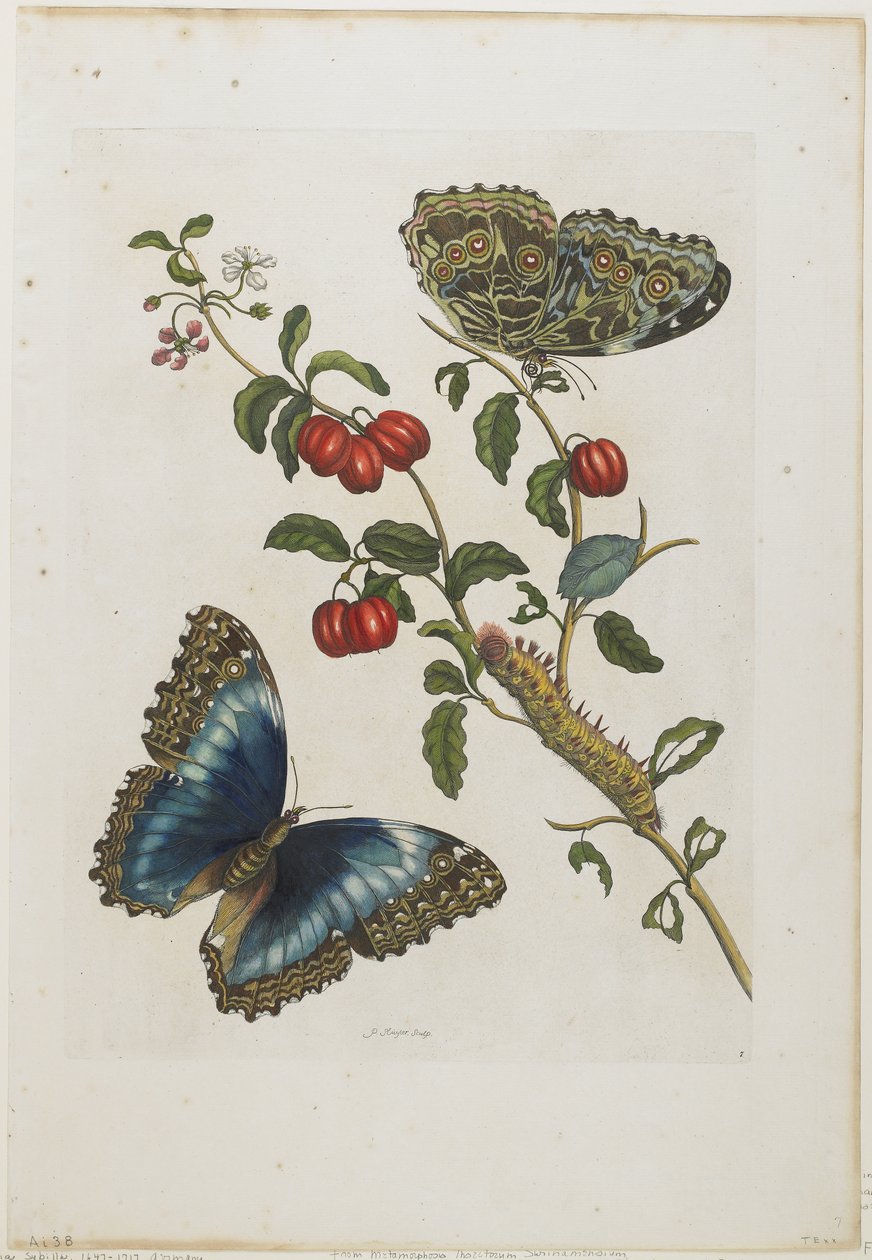 Store blå sommerfugle og røde frugter, 1705-71 (håndkoloreret radering og gravering) af Maria Sibylla Merian