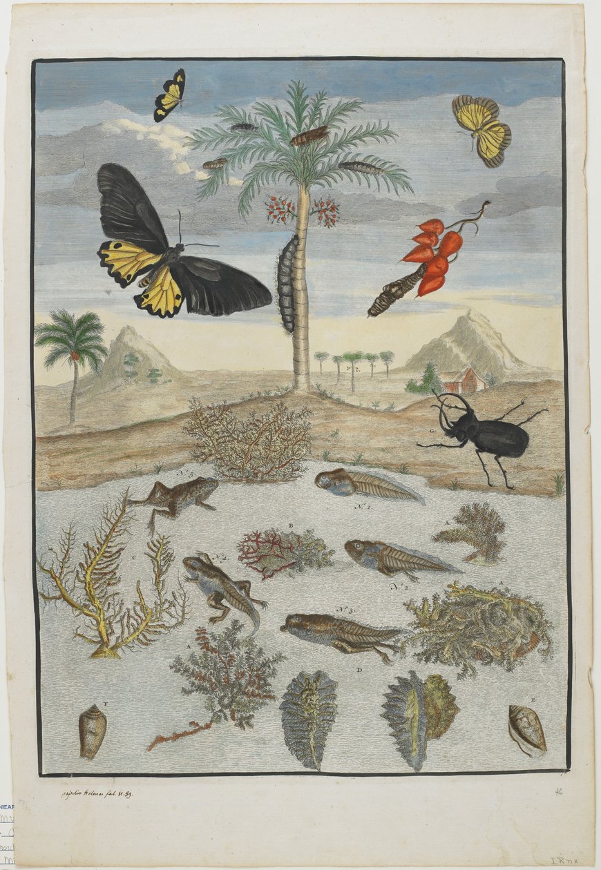 Insekter og fisk med ø-baggrund, 1705-71 (håndfarvet radering og gravering) af Maria Sibylla Merian