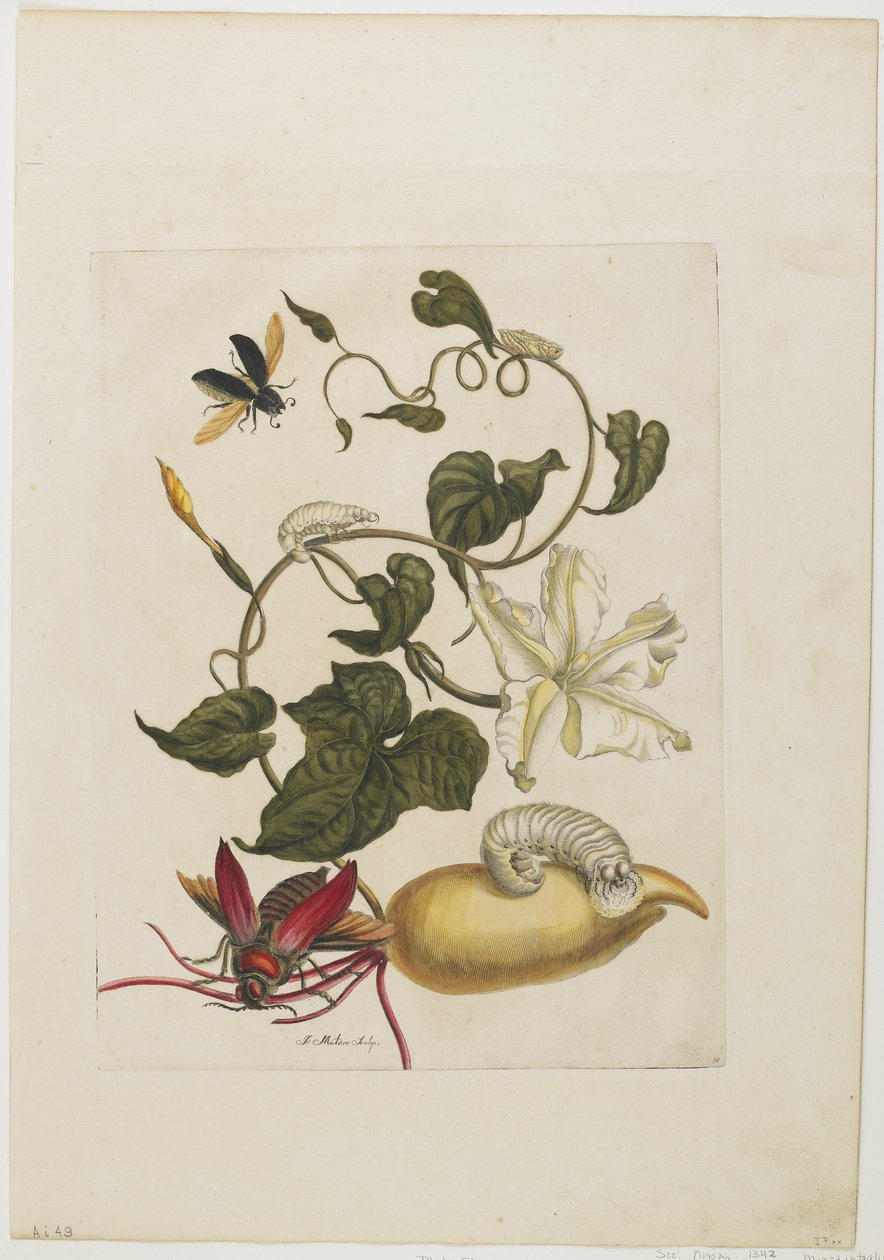 Rød bille, hvid morgenfrue, 1705-71 (håndkoloreret radering og gravering) af Maria Sibylla Merian