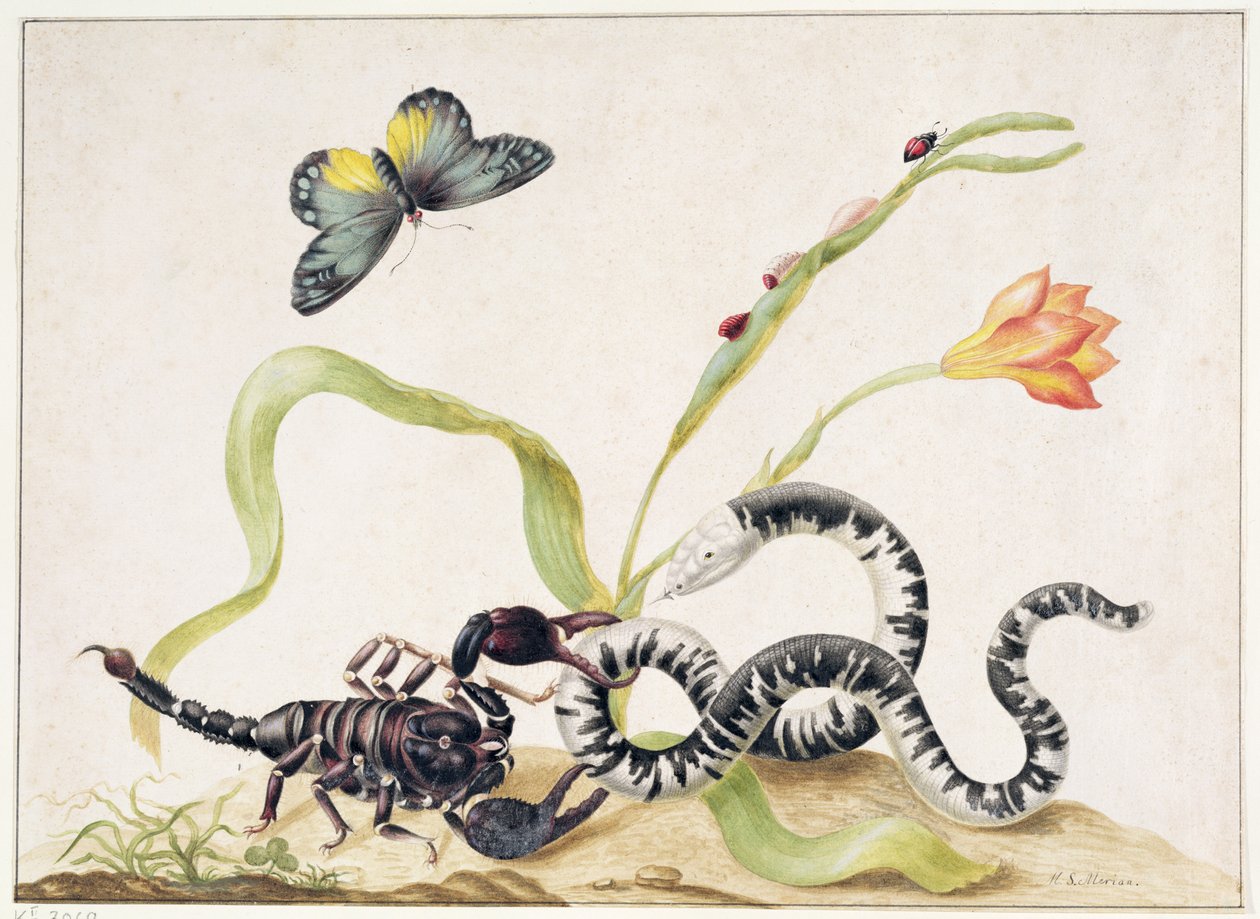 Scorpion and Snake (grafit & wc på papir) af Maria Sibylla Merian
