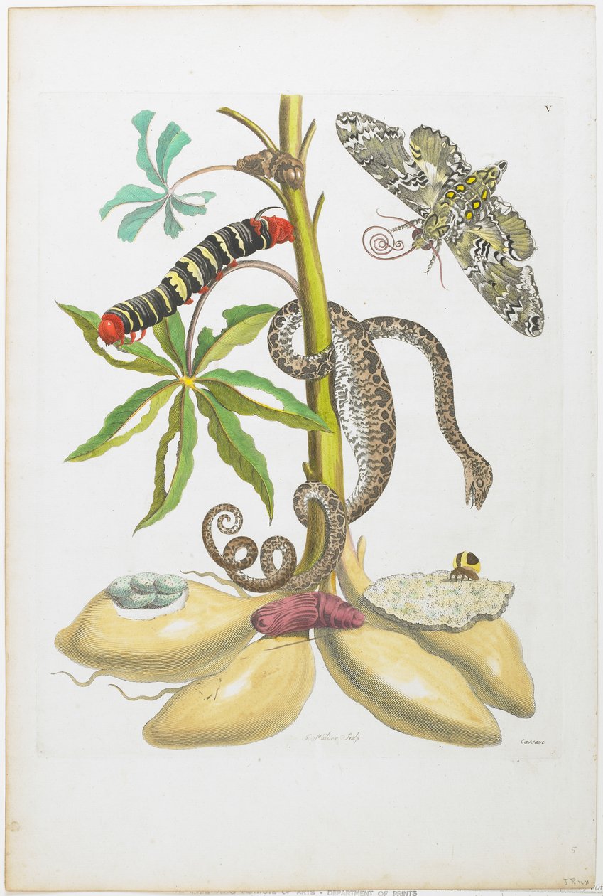 Slange, larve, sommerfugle og insekter på planter (håndfarvet radering og gravering) af Maria Sibylla Merian