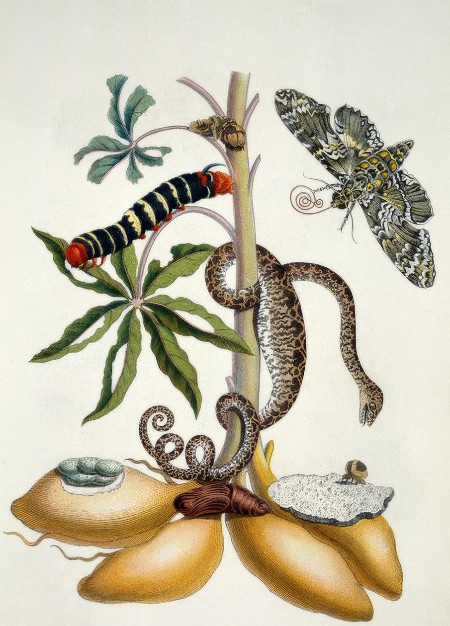 Maniok / M.S.Merian af Maria Sibylla Merian
