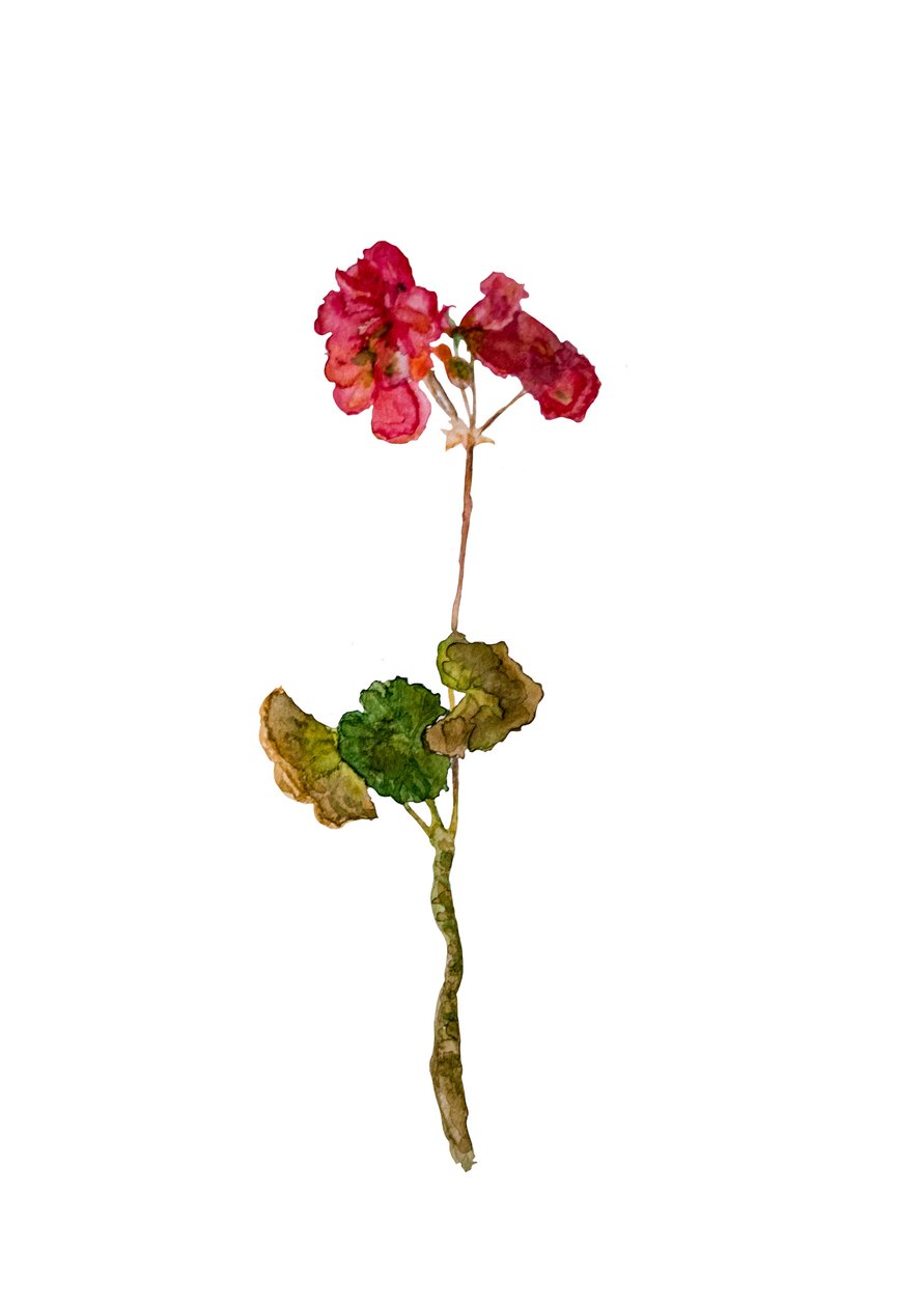 Geranium, 2018 af Maria Basea