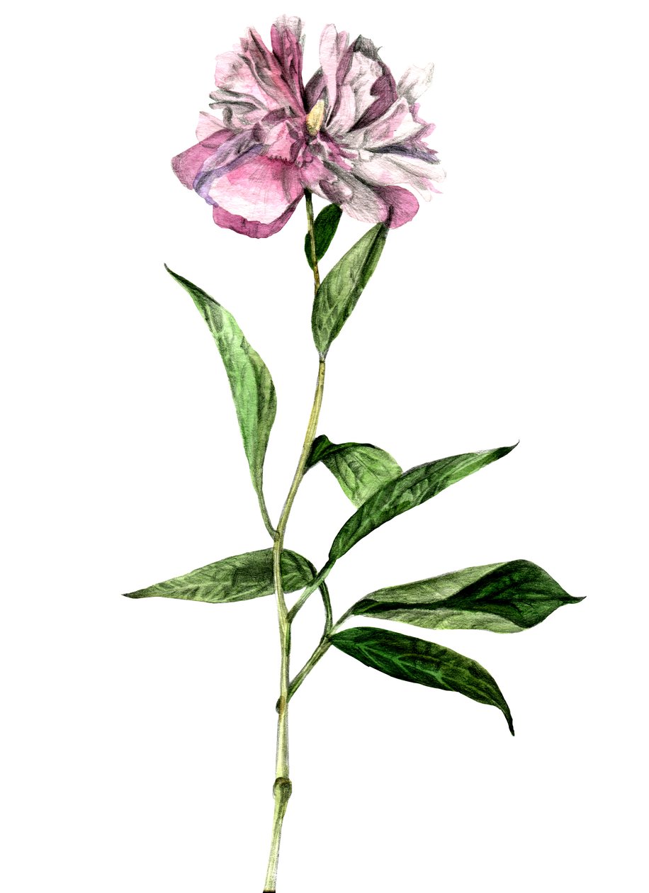 Pæon, 2018 af Maria Basea