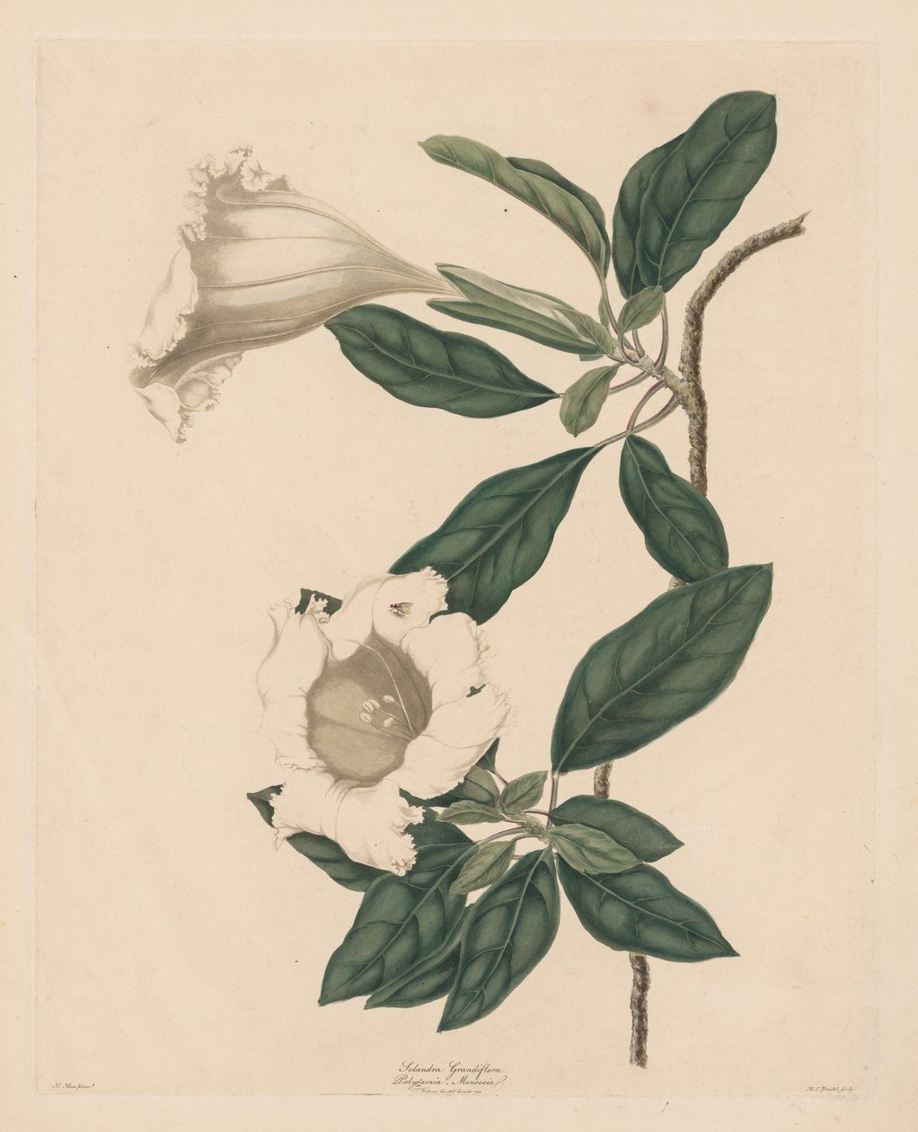 Chalice Vine, 1790. af Maria Catharina Prestel