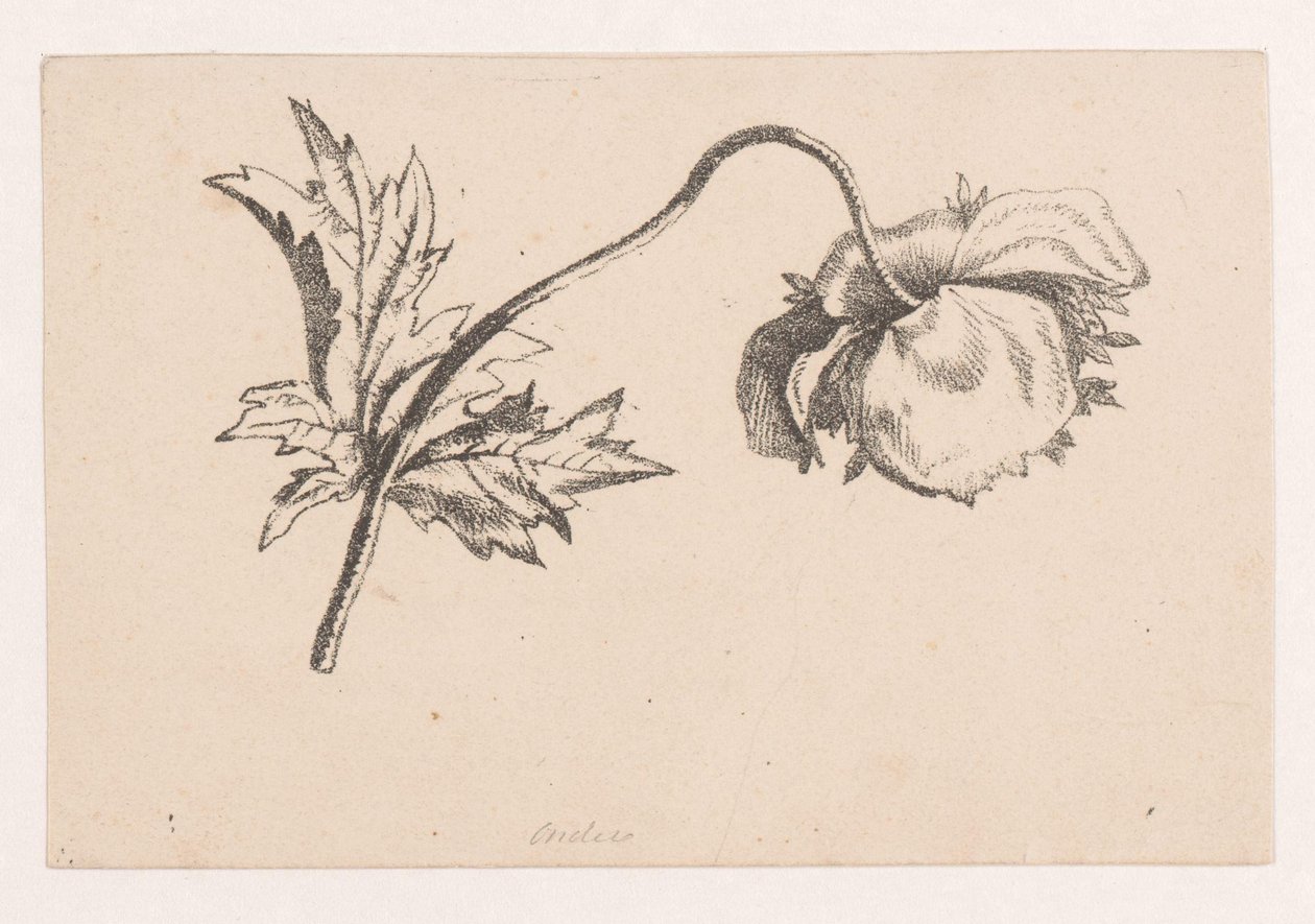Valmue af Maria Geertruida de Goeje Barbiers (attributed to)