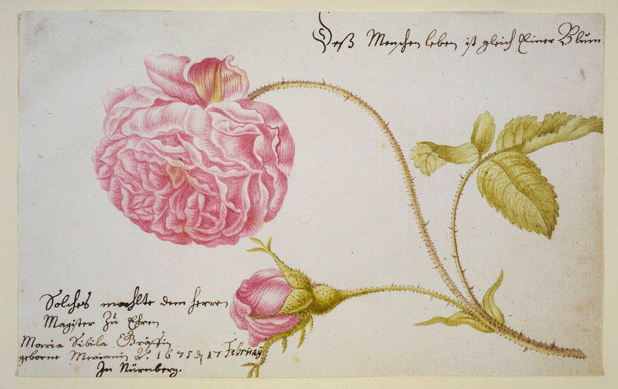 Albumblad med rose, 1675 af Maria Sibylla Merian