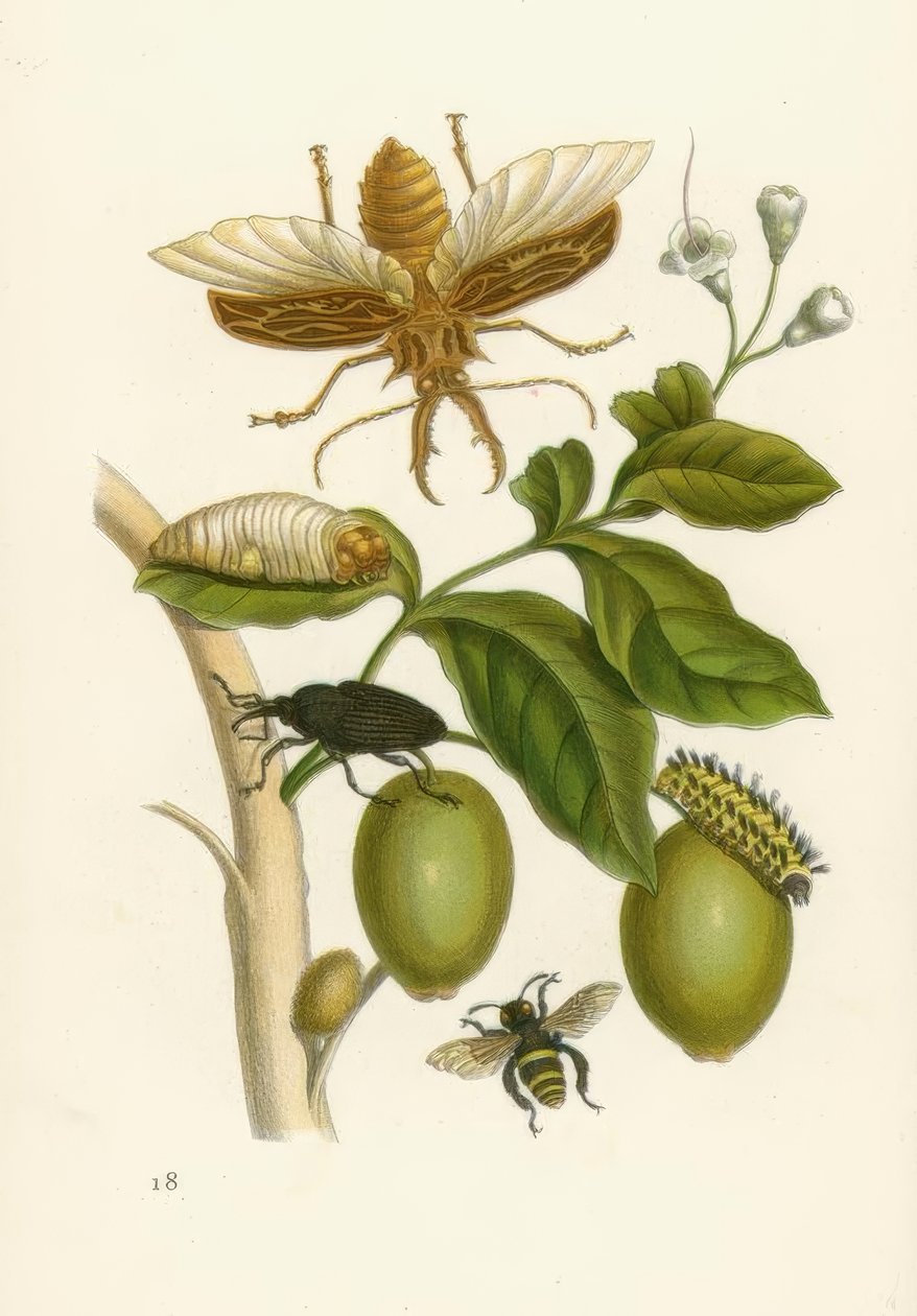 Taroubatræ, ​​bille ... / M.S.Merian af Maria Sibylla Merian